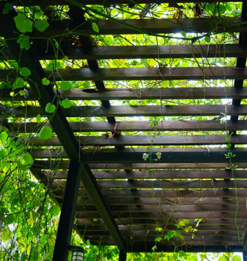 Vista desde interior de pérgola con hiedra