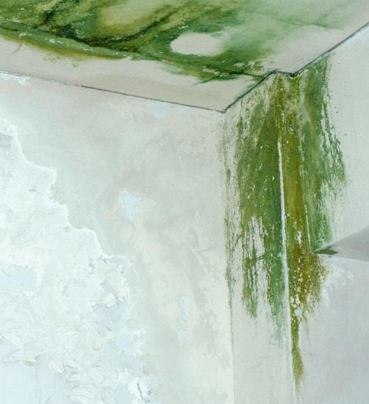 Manchas verdes por humedad en parades de una habitación